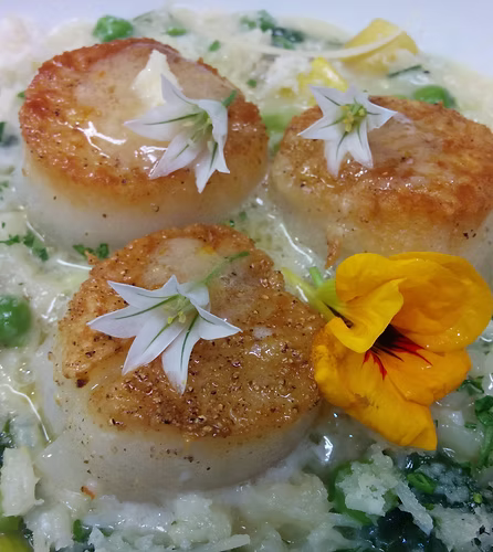 Seared Day Boat Scallops with Stinging Nettle and Garden Pea Risotto